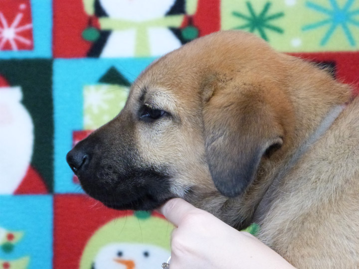 chinook puppy